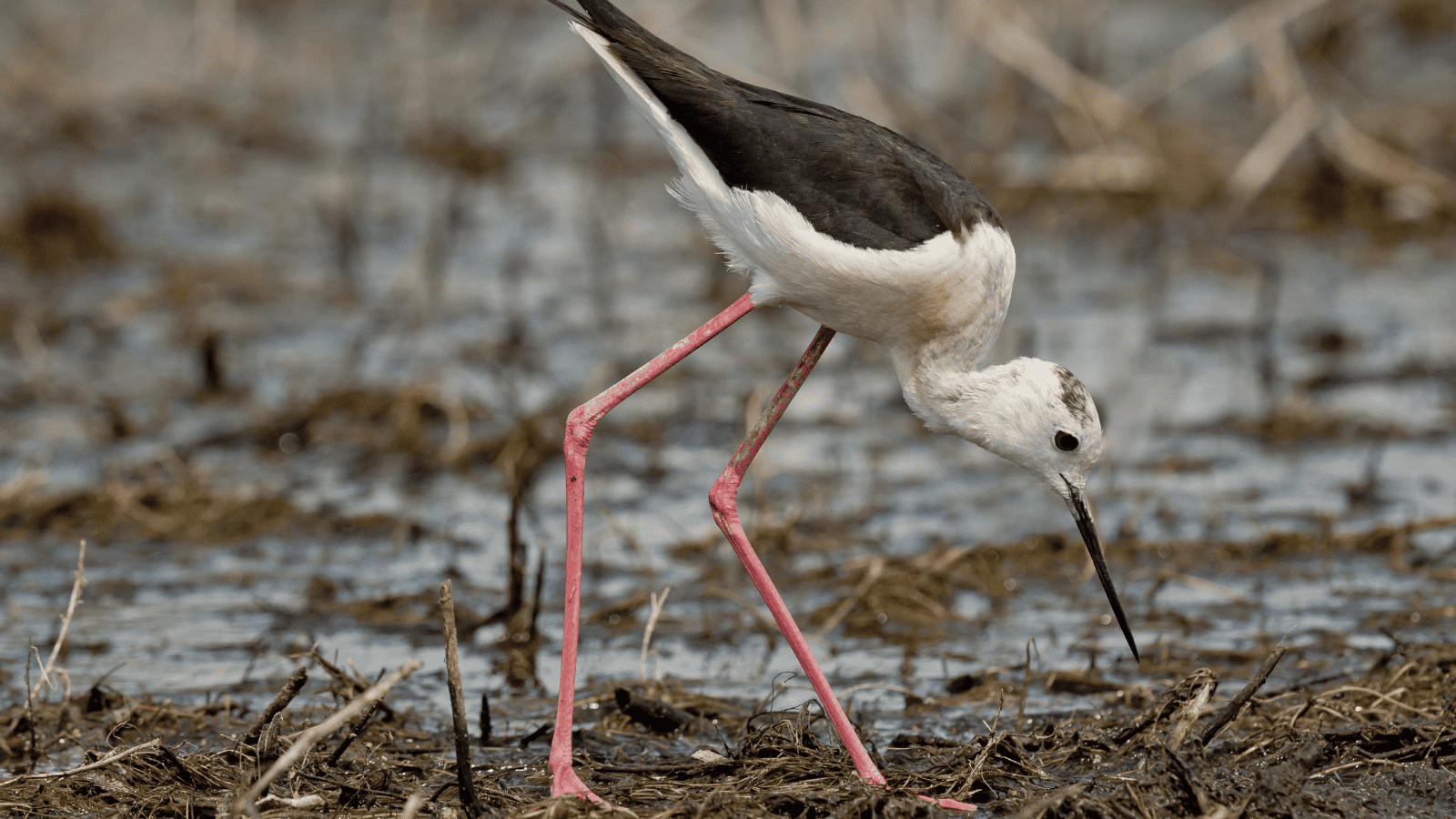 Stilt bird