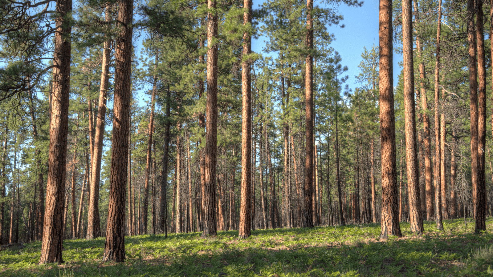 Flagstaff's Best-Kept Secrets: 13 Beautiful Lakes to Explore 12 ponderosa pines