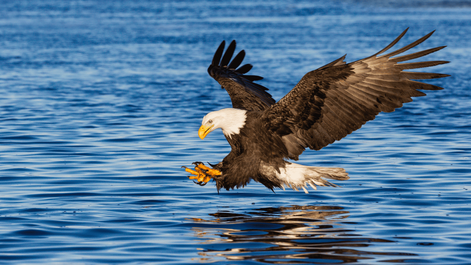 Flagstaff's Best-Kept Secrets: 13 Beautiful Lakes to Explore 13 Bald Eagle over a lake