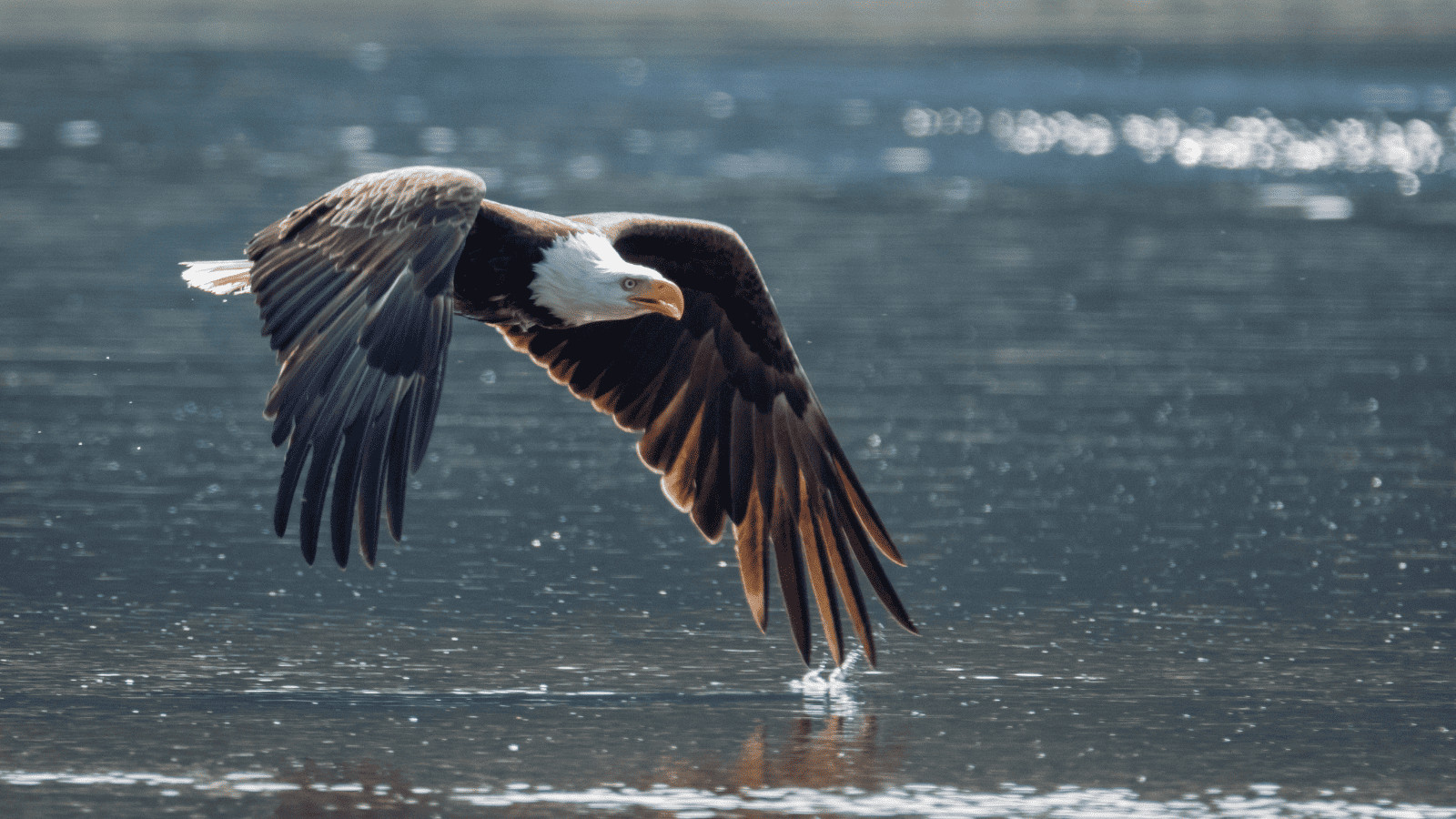 11 Must-Visit Lakes Near Oklahoma City 10 American Bald Eagle