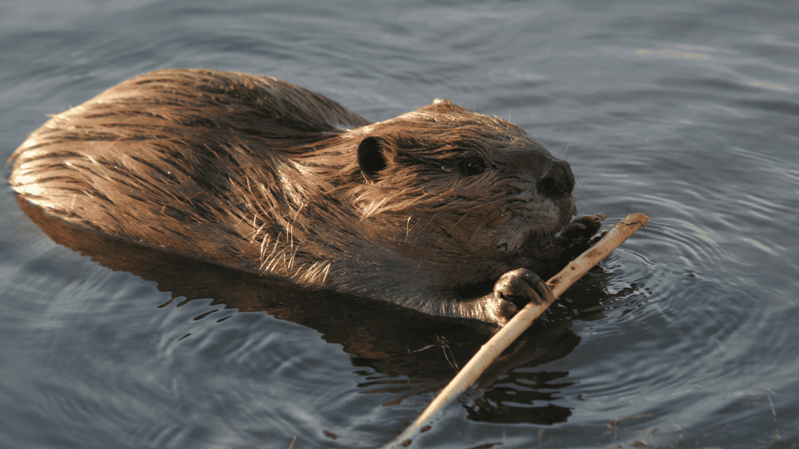 Beaver