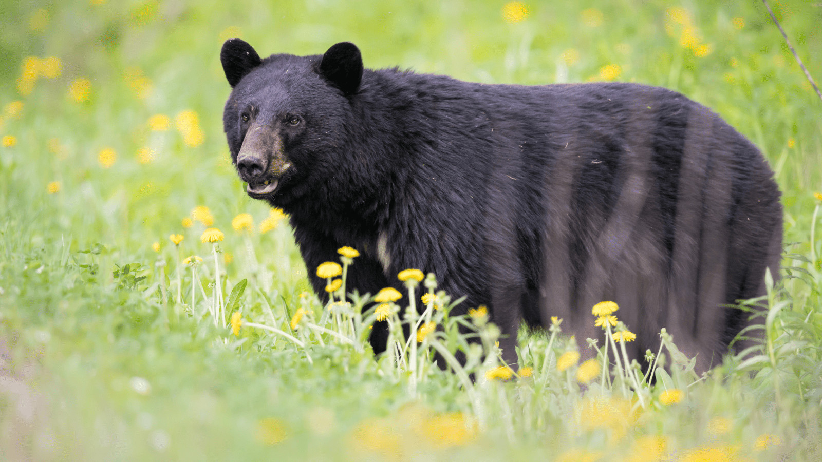 Black bear