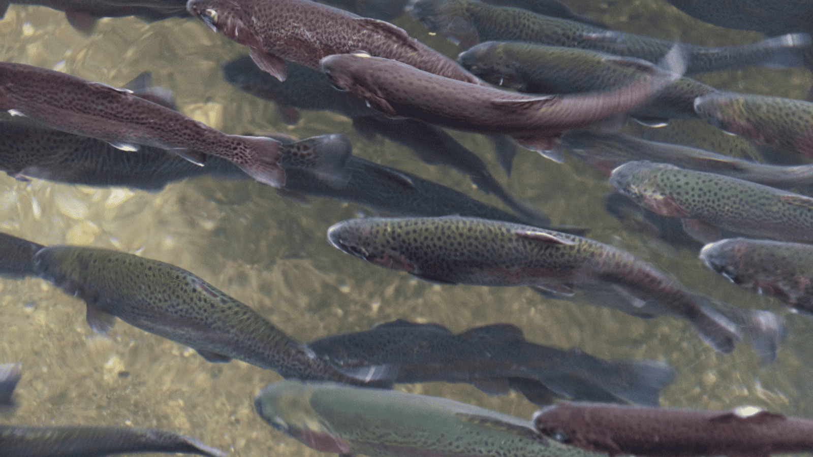 Fish in a lake