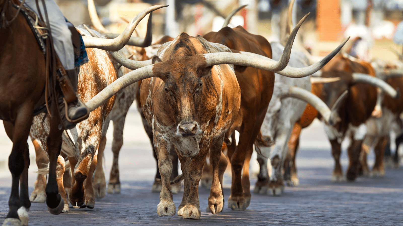 Exploring The Lone Star State: 11 Unmissable Things to Do 7 Fort Worth Stockyards Canva