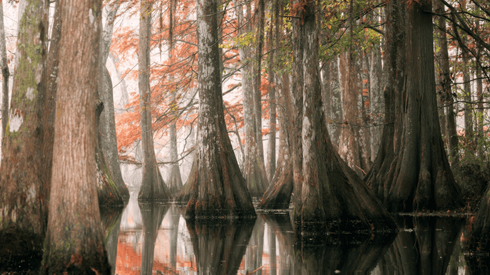 Dive into the Magic of the 17 Best Lakes in Louisiana 16 Lake Chicot Canva