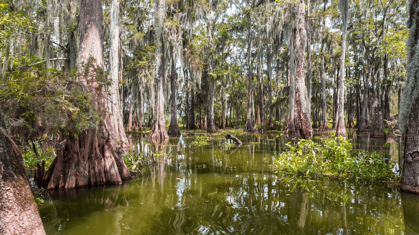 Dive into the Magic of the 17 Best Lakes in Louisiana 11 Lake Martin Canva