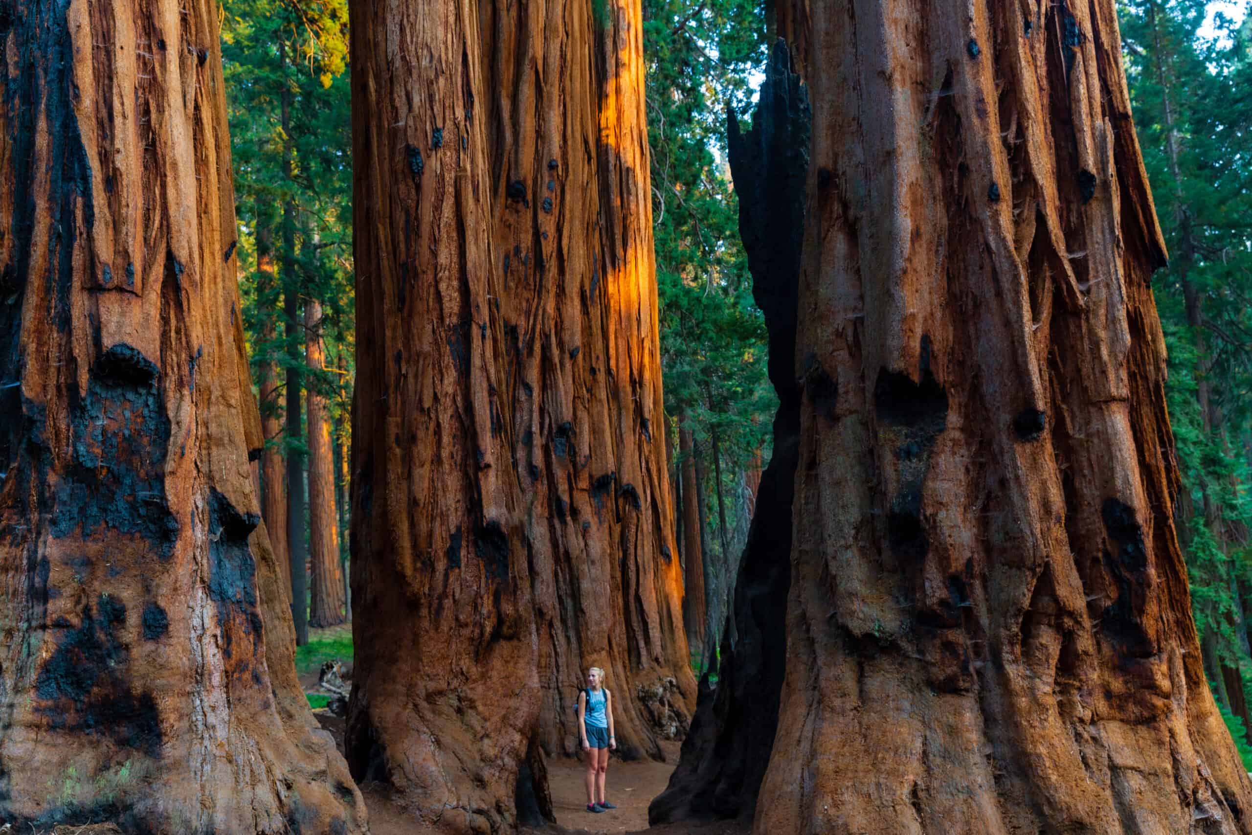 Ranking The 9 National Parks in California