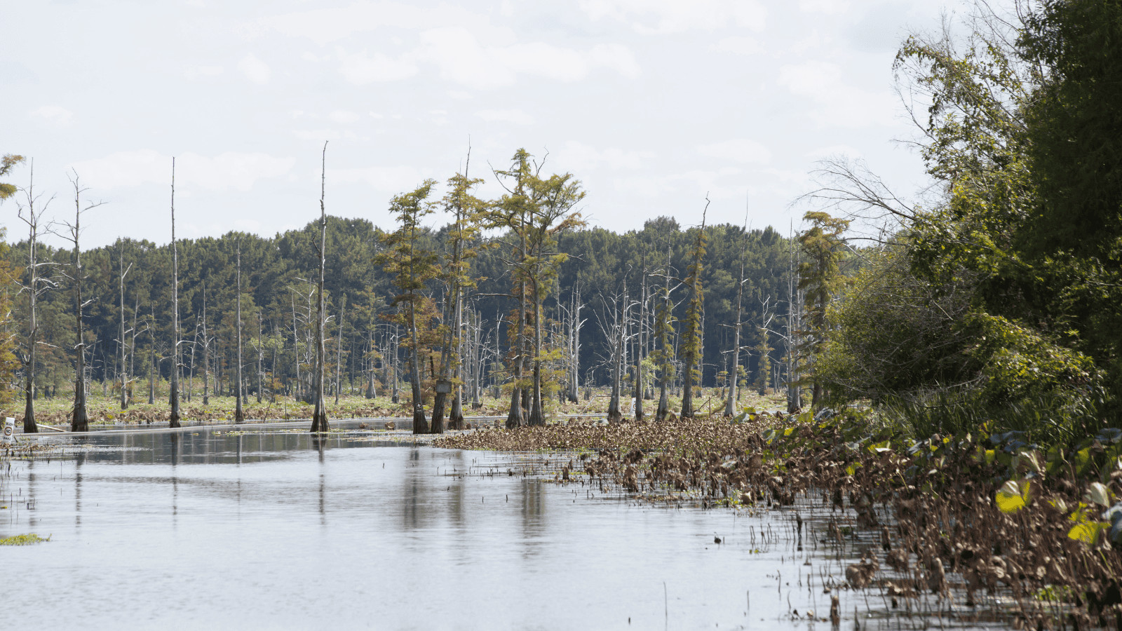 The 15 Most Breathtaking Lakes in Mississippi 15 Tunica Lake 1