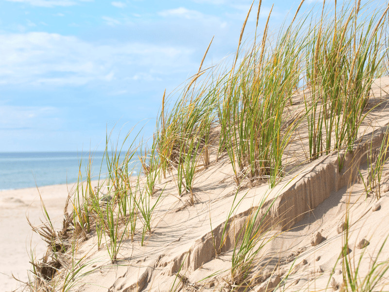 Uncover 9 Hidden Beaches Near Gulf Shores, And Where You Can Find Them 3 Sand dune