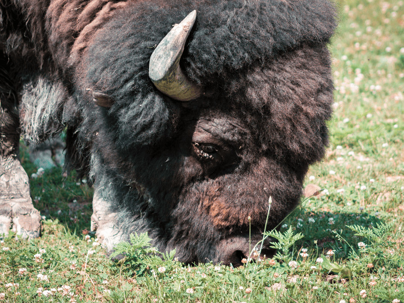 Indiana Took My Breath Away: 16 Fun Facts About The Hoosier State 4 Bison