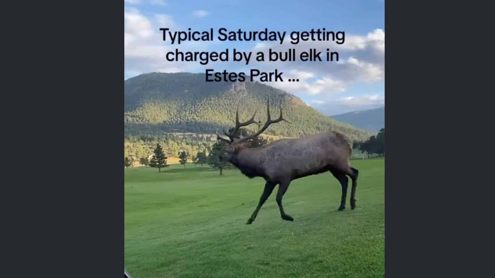 “Back Up, Jack!” These Tourists Get Charged By a Bull Elk At Estes Park