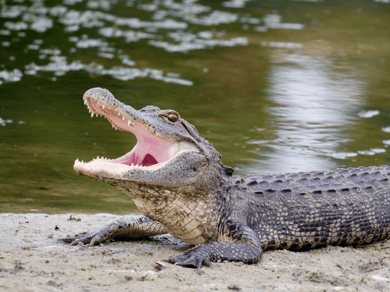 I Thought I Knew Florida – Then I Discovered These 20 Fun Facts 4 Florida Gator