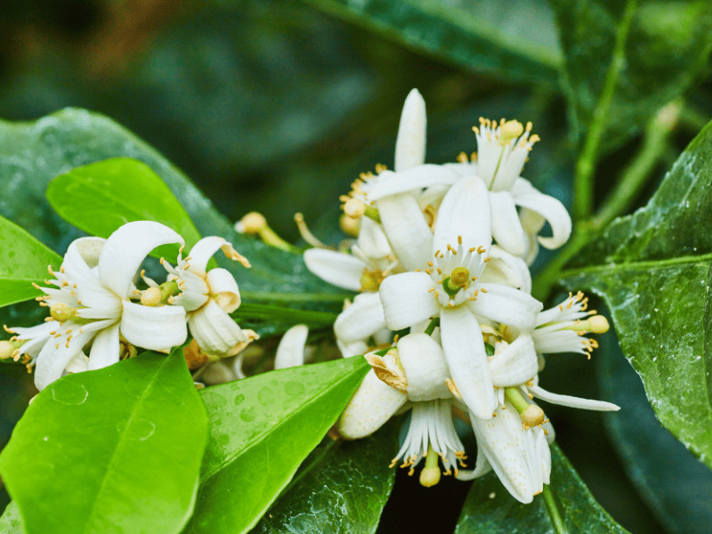 I Thought I Knew Florida – Then I Discovered These 20 Fun Facts 2 Florida Orange Blossom