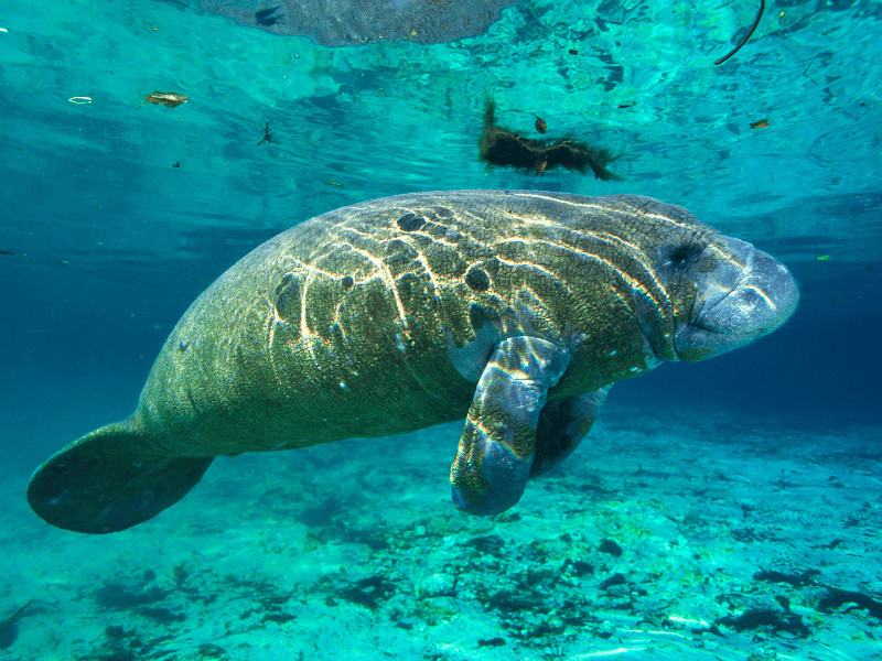 I Thought I Knew Florida – Then I Discovered These 20 Fun Facts 5 Manatee in Florida