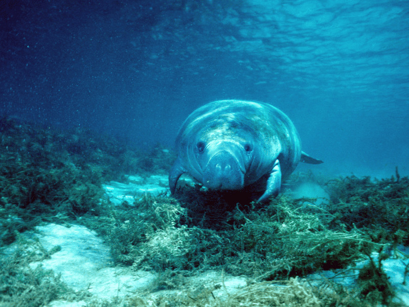 Manatee