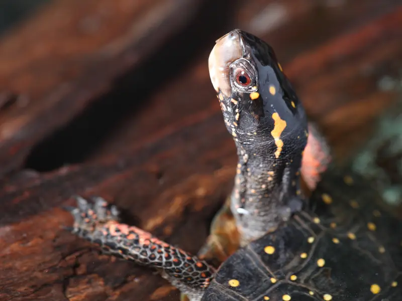 Spotted turtle