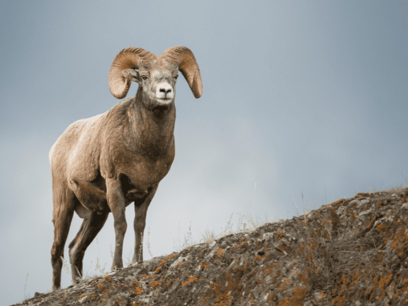 State Parks in Montana: The 13 Places That Stole My Heart 5 Bighorn sheep