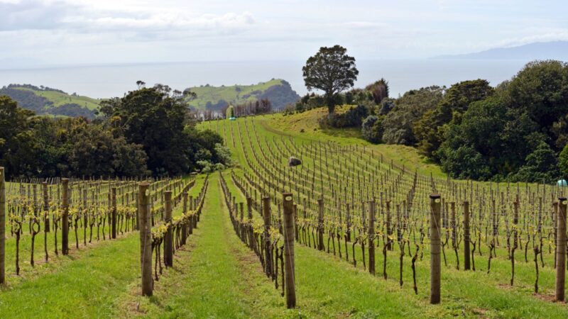 Exploring Waiheke Island: Auckland’s Wine Island Paradise