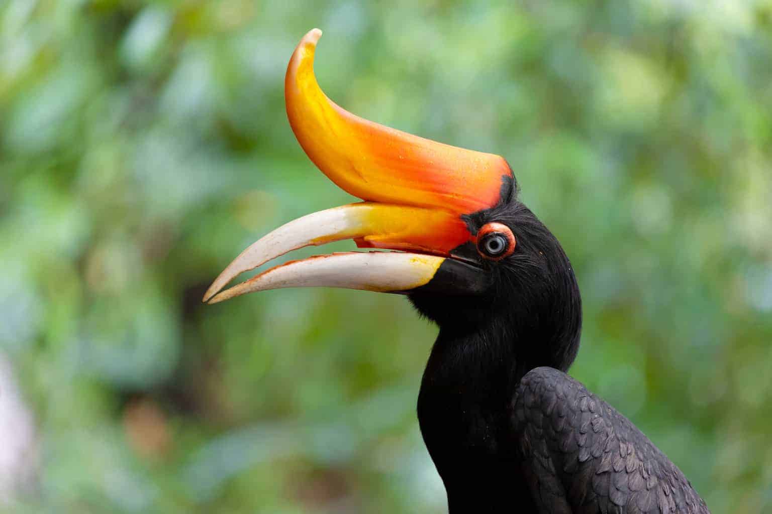 Rhinoceros Hornbill