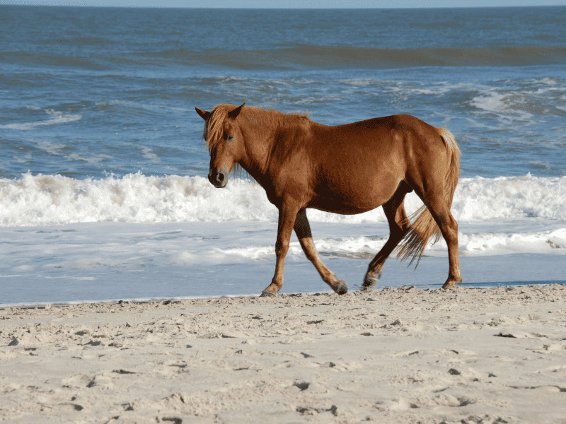 Every Beach Lover's Dream: 13 Hidden Beaches Near Baltimore 2 Beaches near Baltimore