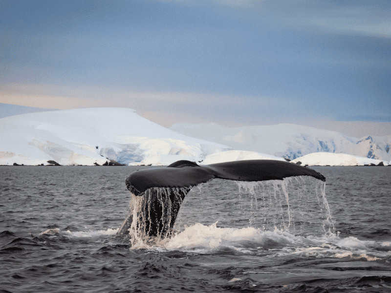 REVEALED: 10 Amazing Baby Boomer Travel Destinations for 2024 6 Antartica