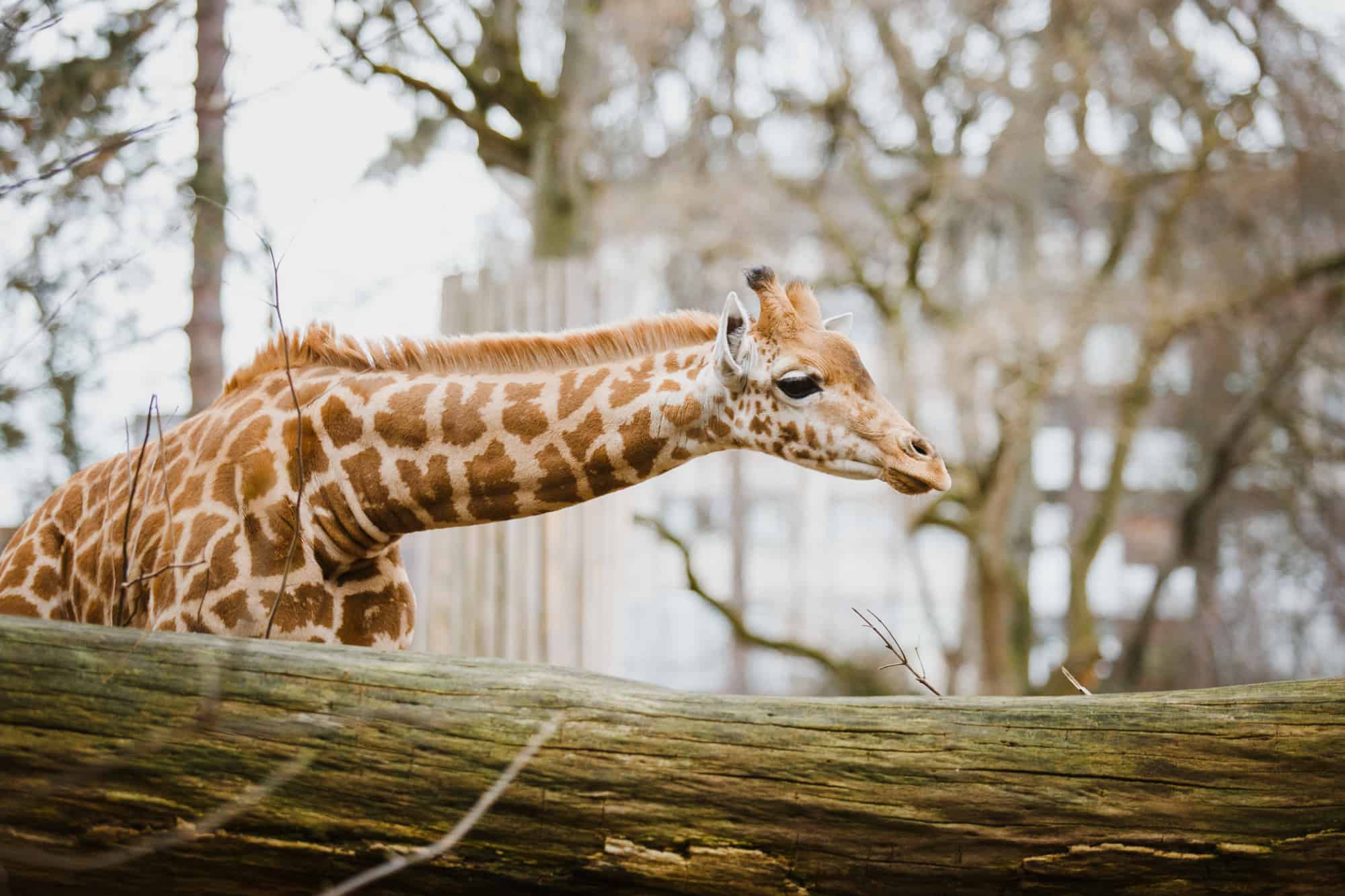 The Best Zoos in the USA From Coast to Coast