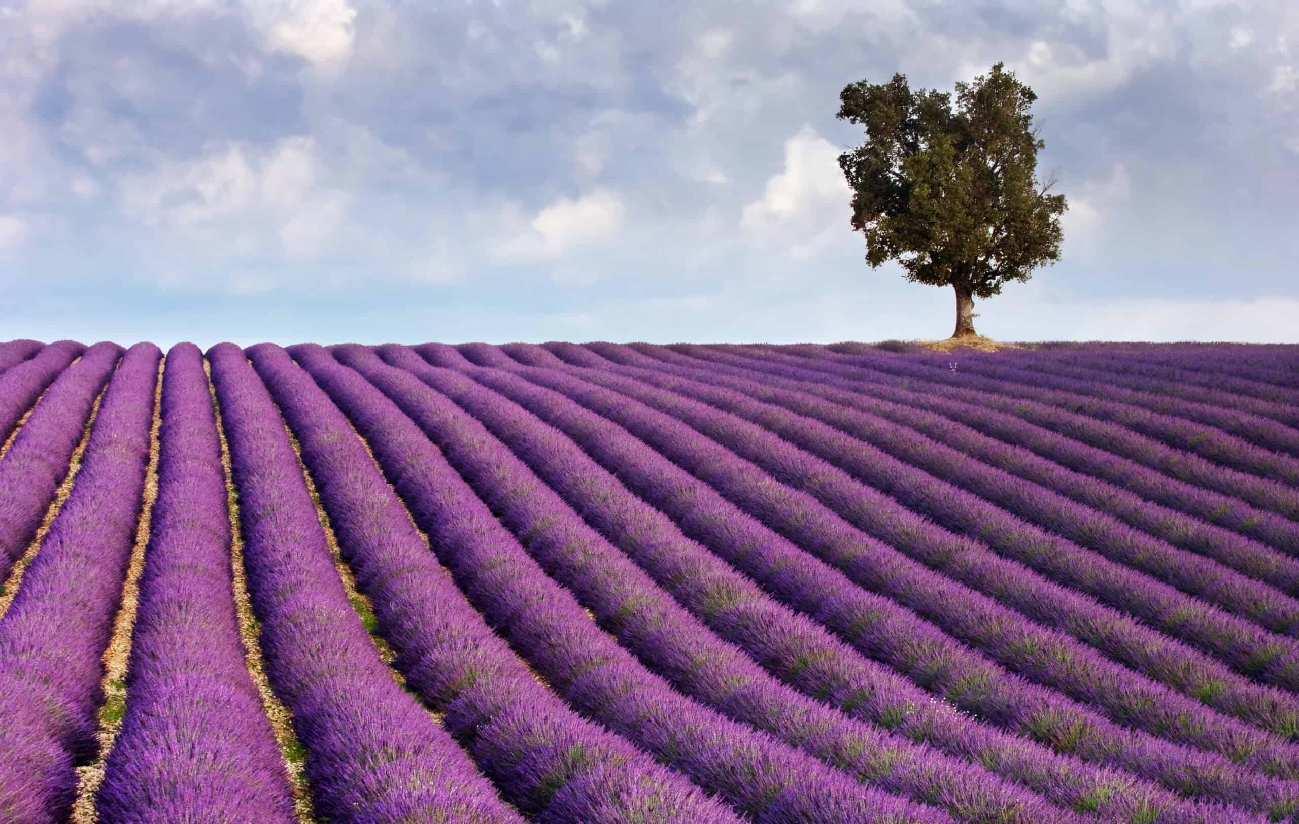 Lavender Fields, Provence, France