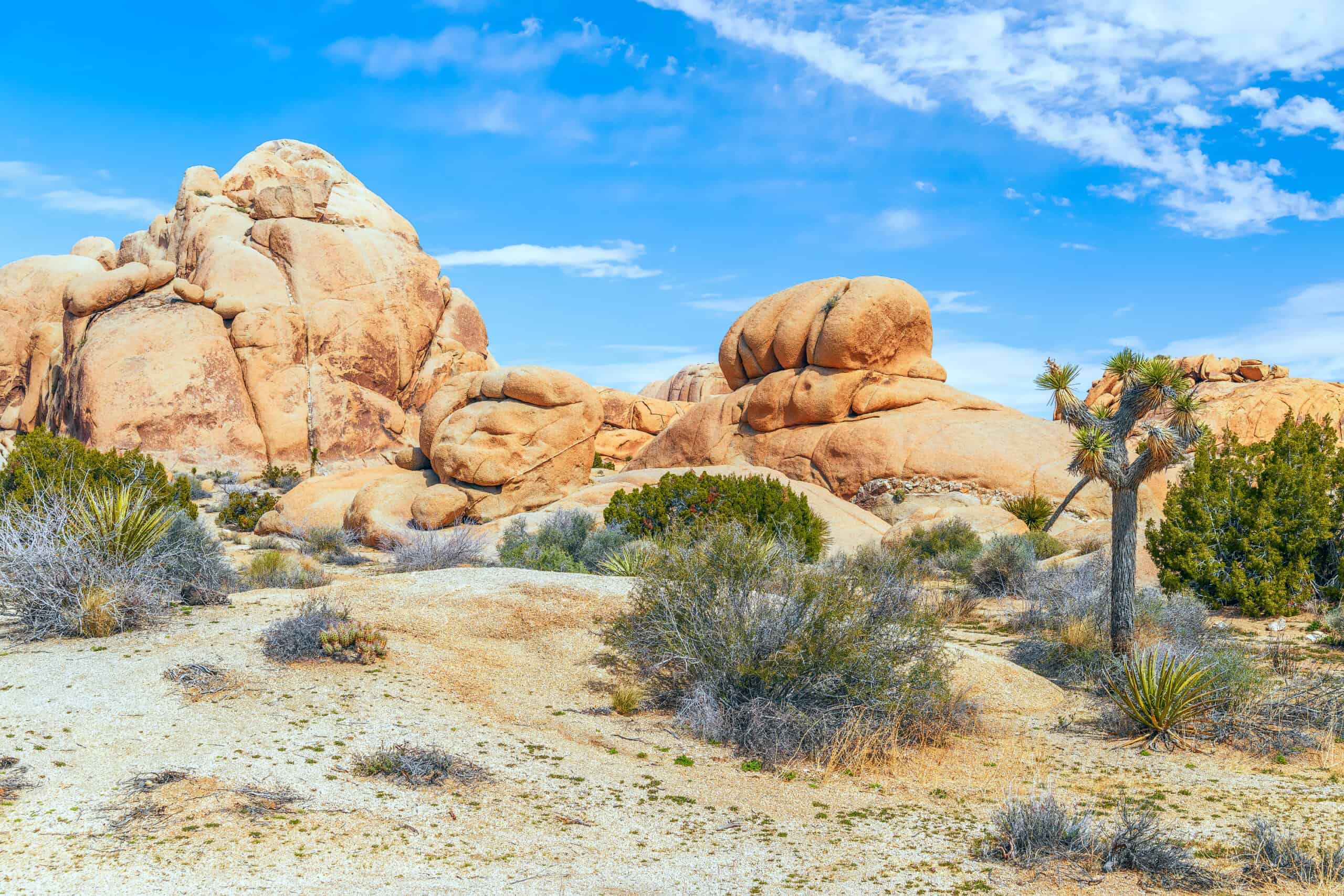 Rock Climbing in Joshua Tree National Park, California