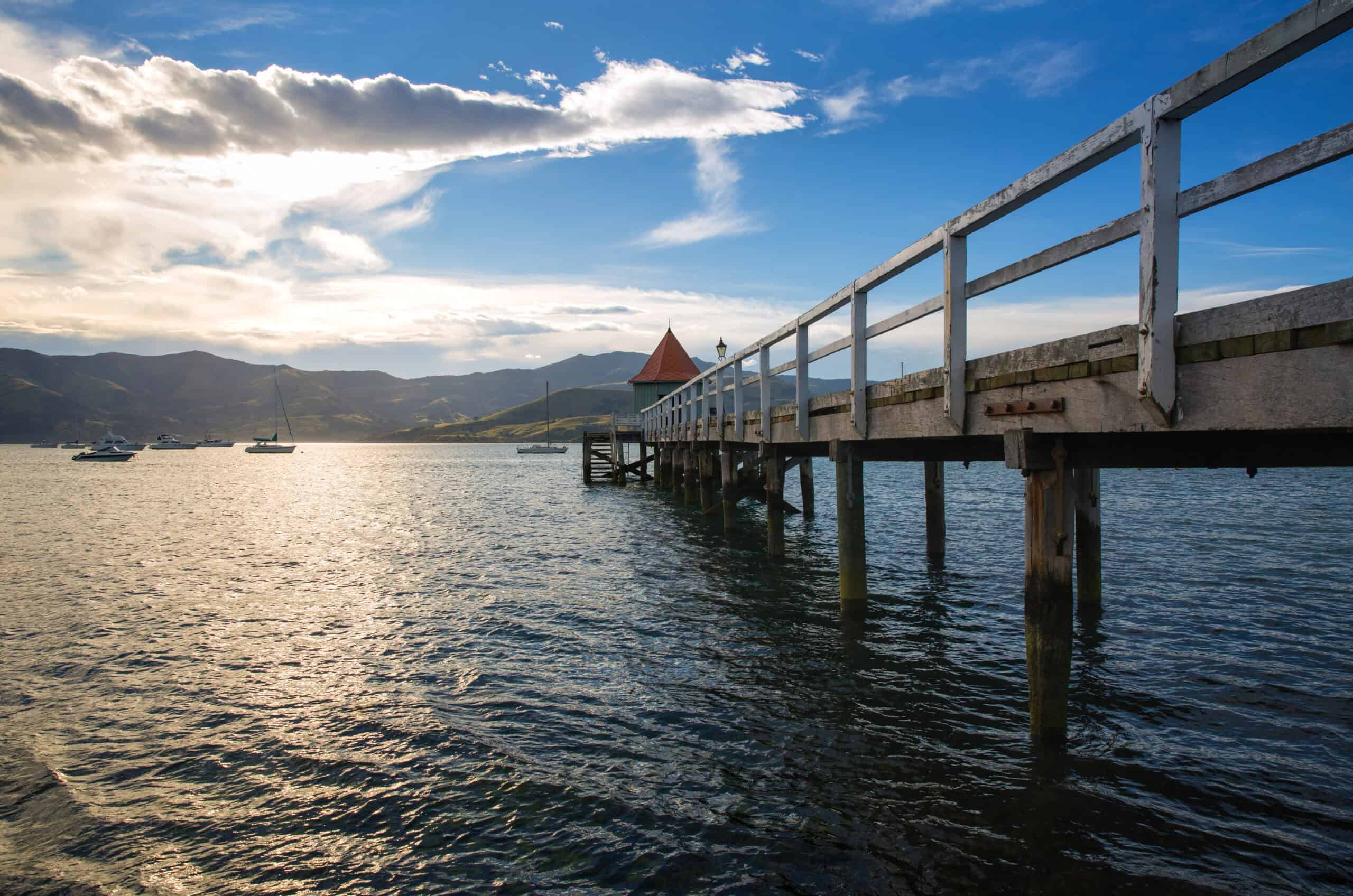 12 Places Around the World Where You Can Swim with Dolphins 1 Akaroa Harbour, New Zealand