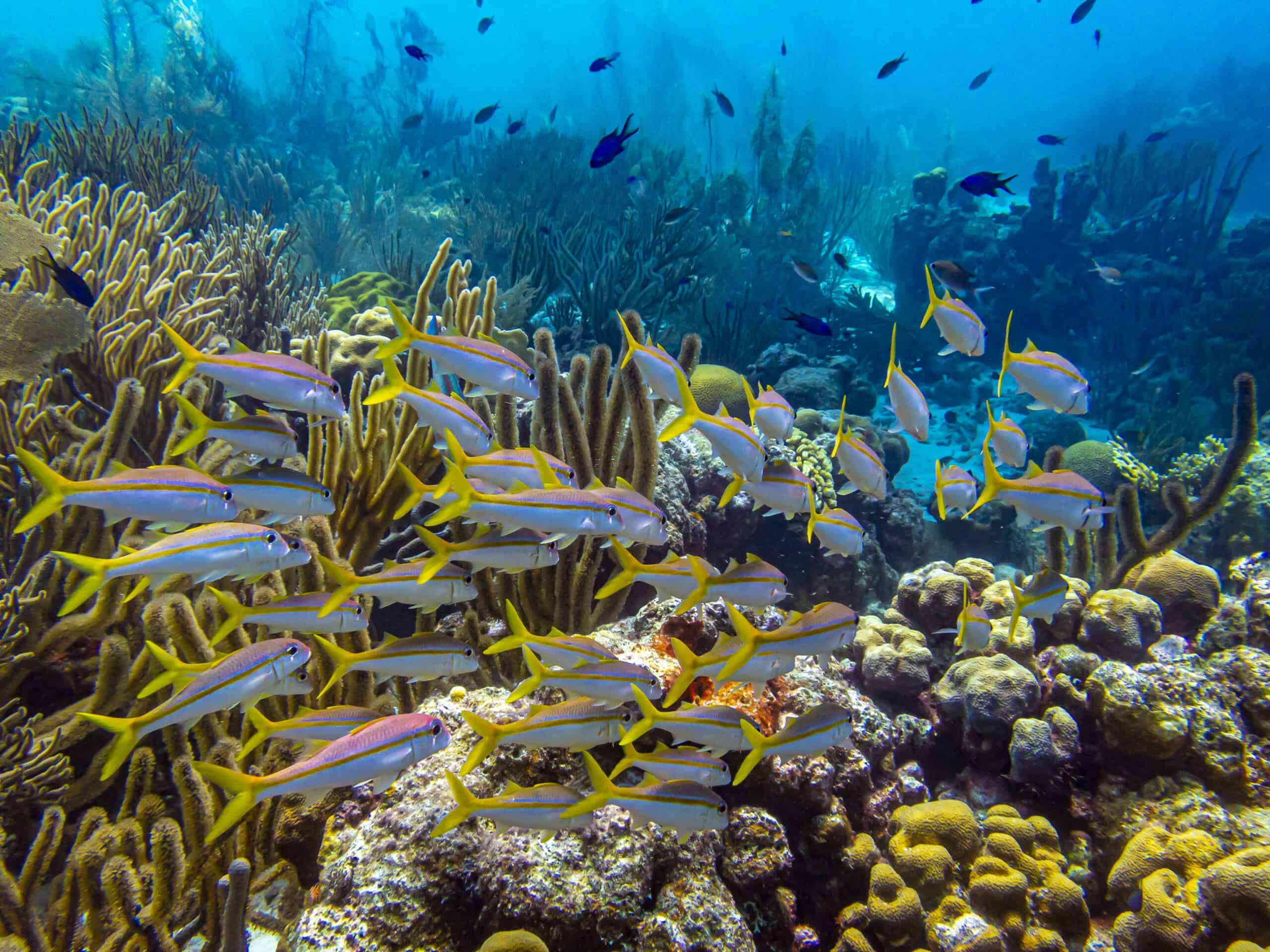 15 Most Colorful Coral Reefs to Snorkel and Dive In 5 Bonaire National Marine Park, Bonaire