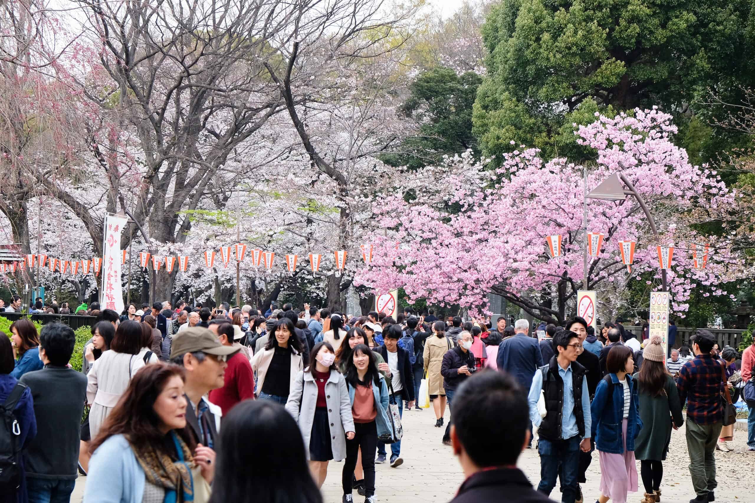 20 Bucket List Experiences Around the World You Can’t Miss 7 Cherry Blossom Festival in Kyoto, Japan