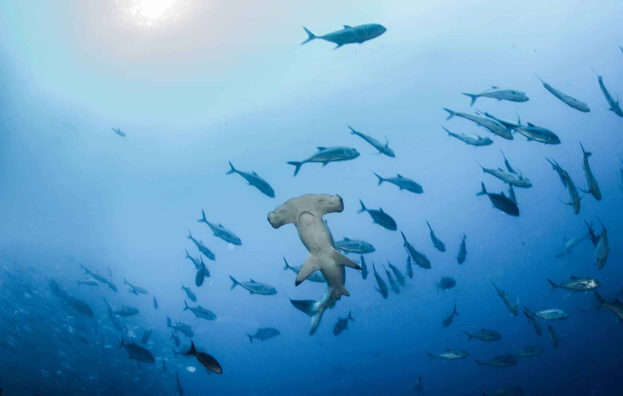 15 Most Colorful Coral Reefs to Snorkel and Dive In 15 Cocos Island, Costa Rica