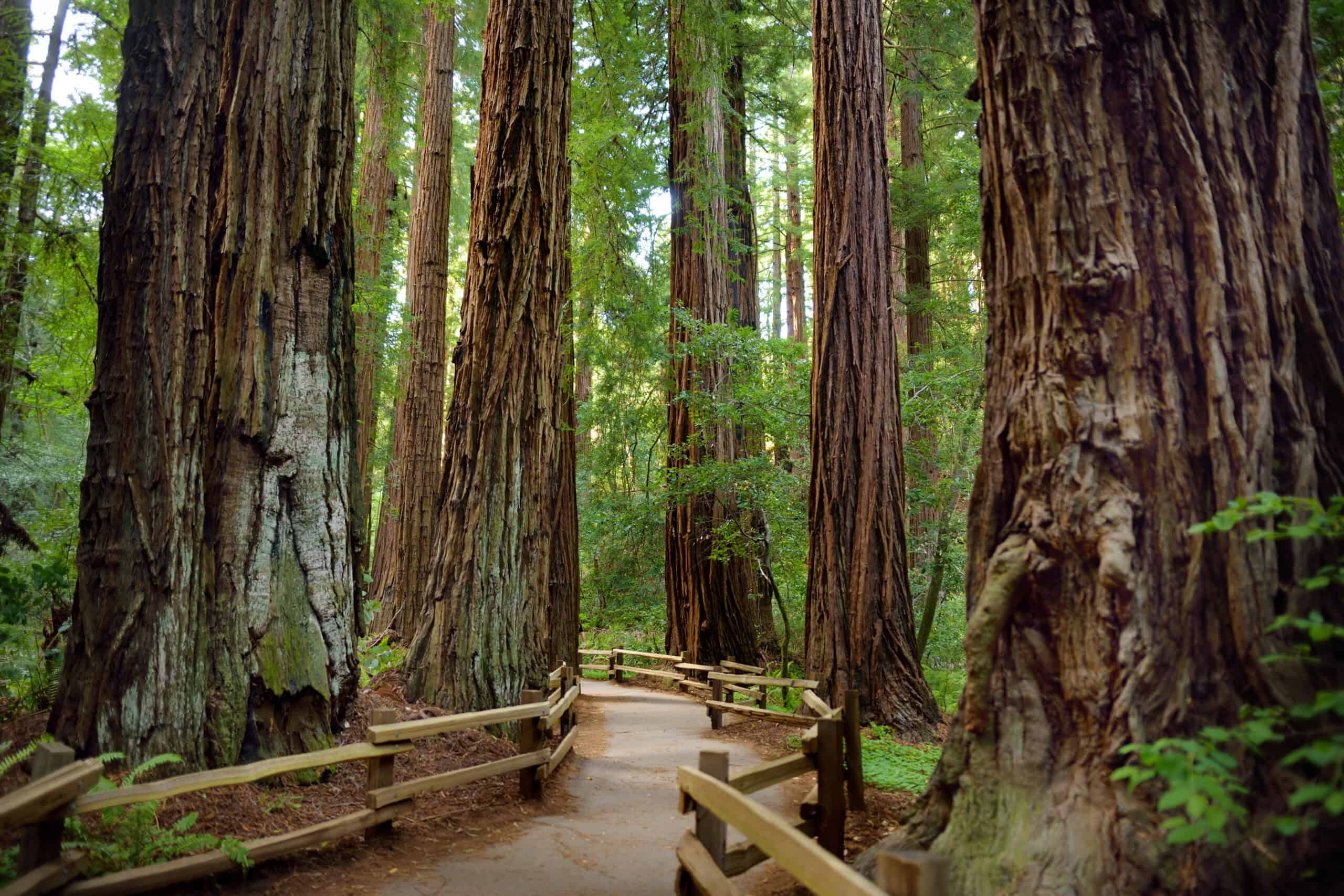 Unveil U.S. History: 12 Must-Visit National Monuments 9 Muir Woods National Monument, California