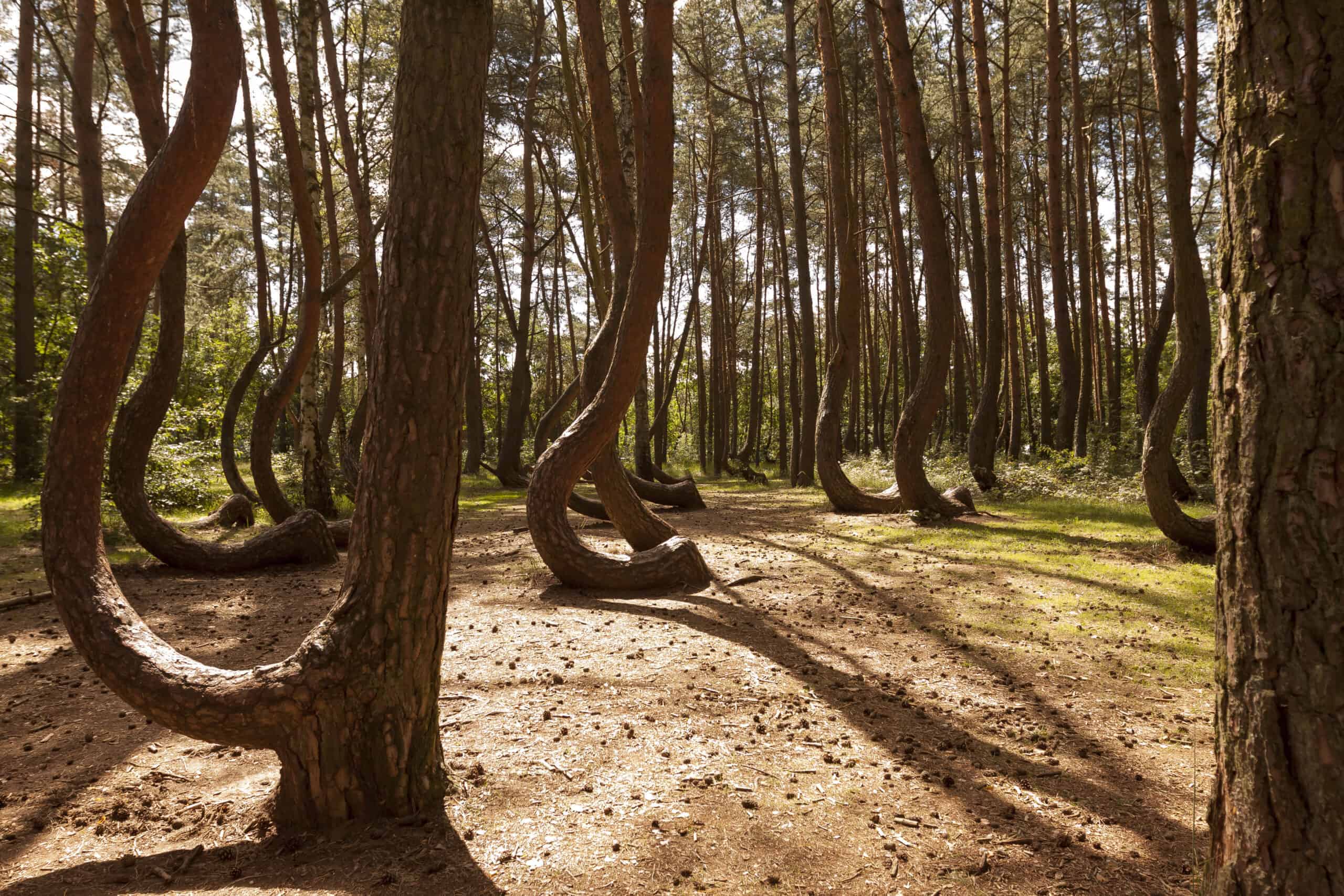 10 Most Mysterious Places on Earth That Science Can’t Explain 4 The Crooked Forest, Poland