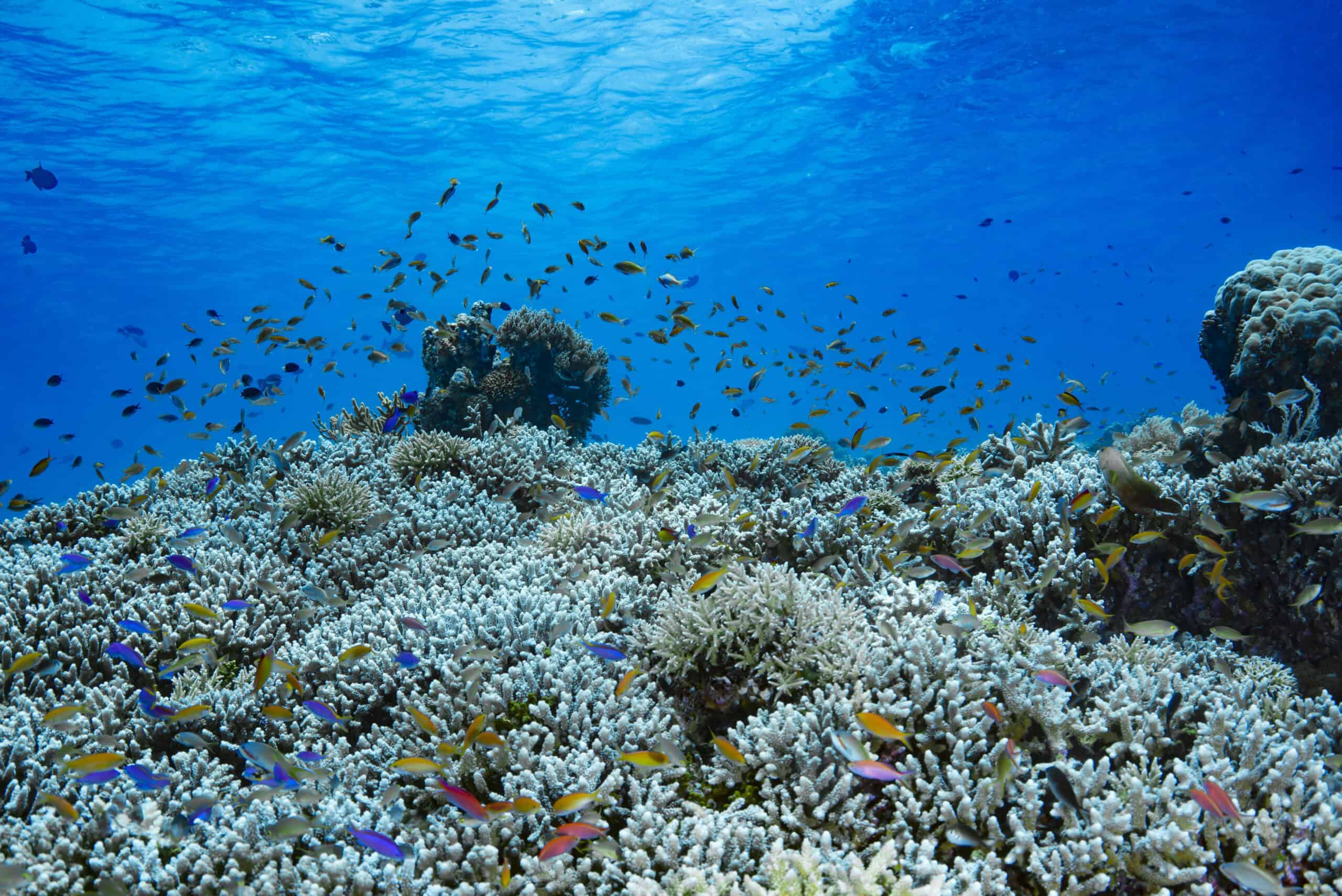15 Most Colorful Coral Reefs to Snorkel and Dive In 6 Tubbataha Reefs Natural Park, Philippines