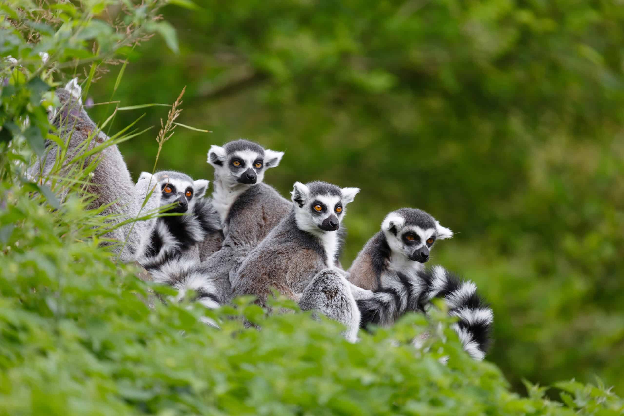 13 Places to Travel If You Love Wildlife 8 lemur