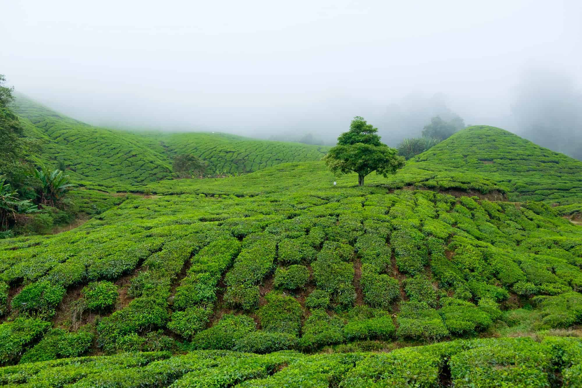 Beyond Bali: 12 Asian Destinations Where Tradition Still Rules 12 Cameron Highlands Malaysia 1