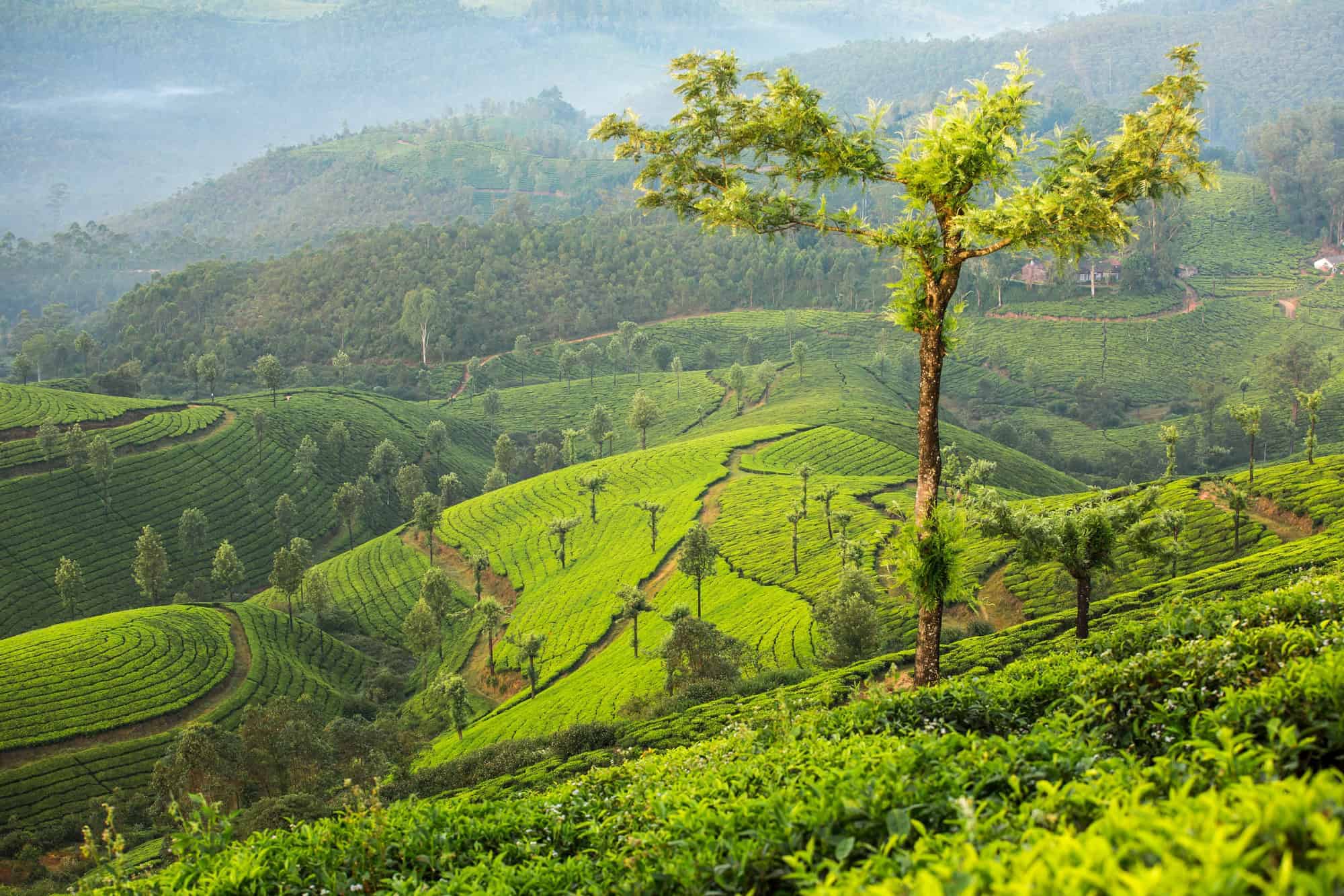 Beyond Bali: 12 Asian Destinations Where Tradition Still Rules 7 Kerala India 1