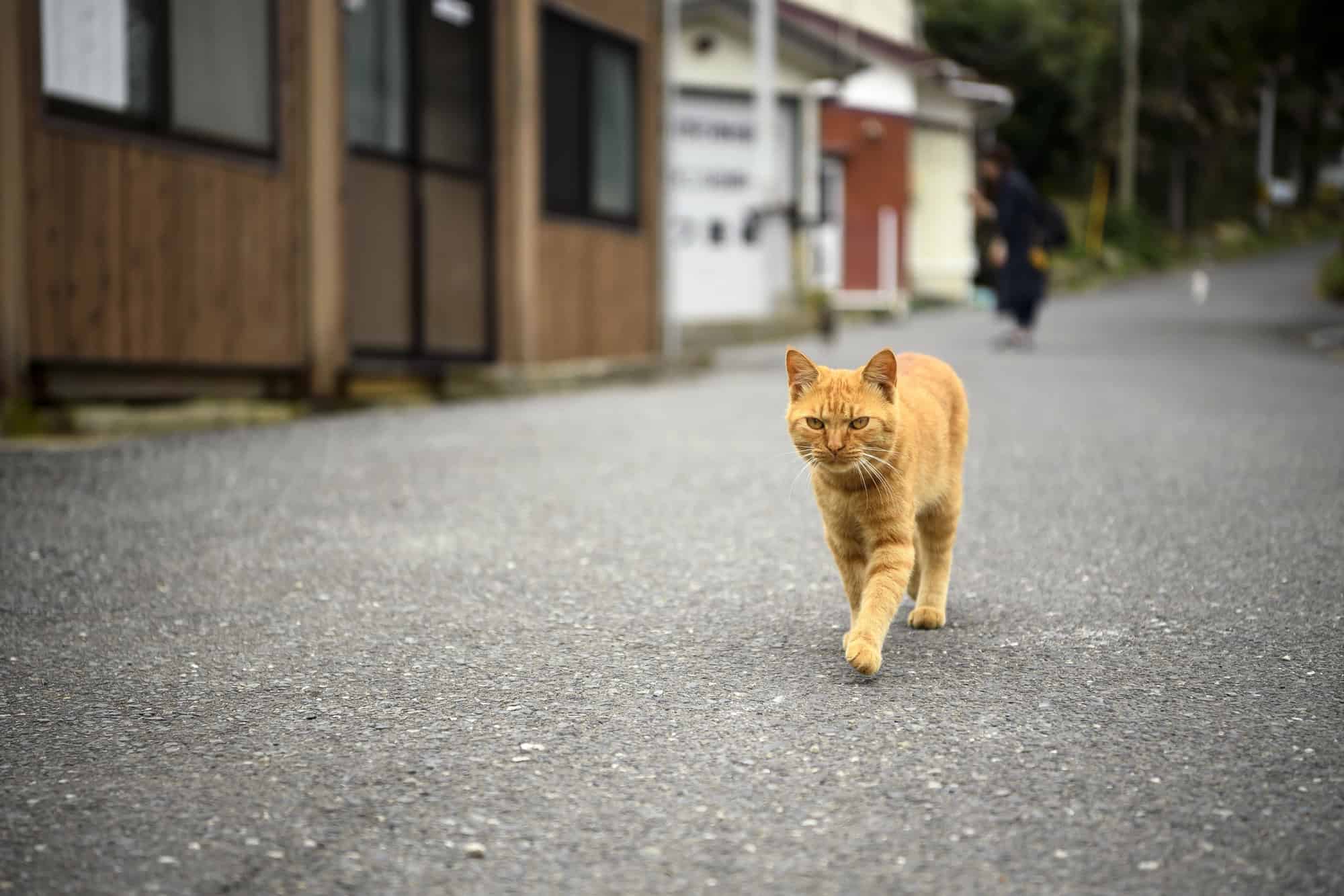 Beyond Bali: 12 Asian Destinations Where Tradition Still Rules 1 Tashirojima Island Japan 1