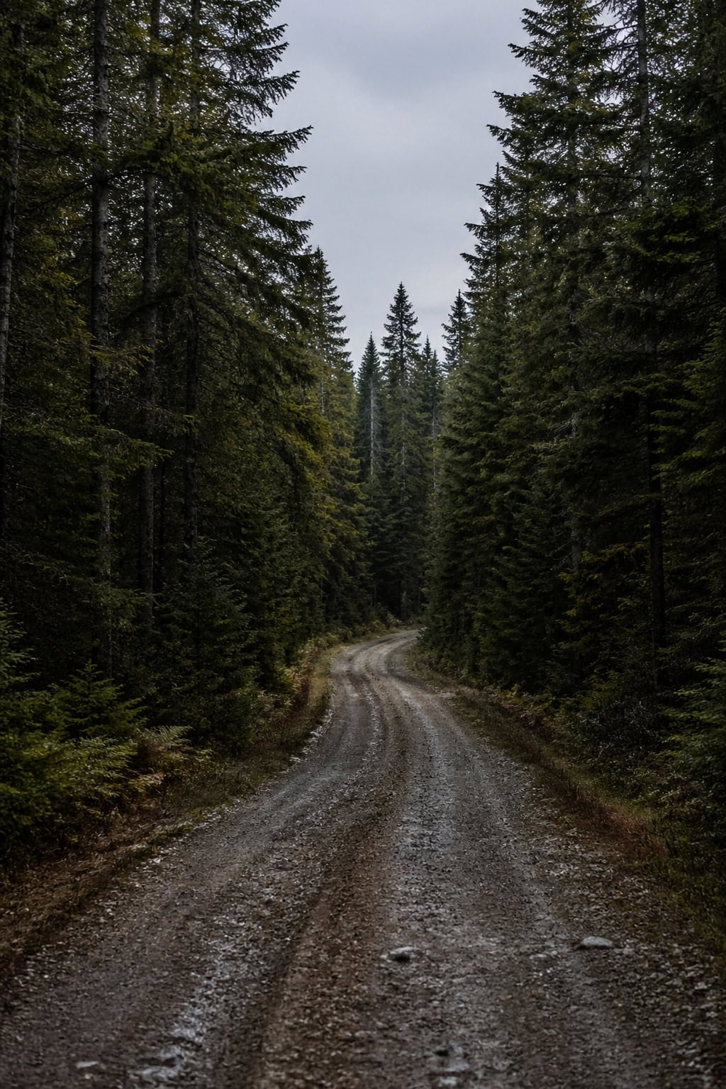The Michigan Lighthouse Drive Nobody Talks About Outside the Upper Peninsula 1 A dirt road winding through a dense pine forest in the Upper Peninsula
