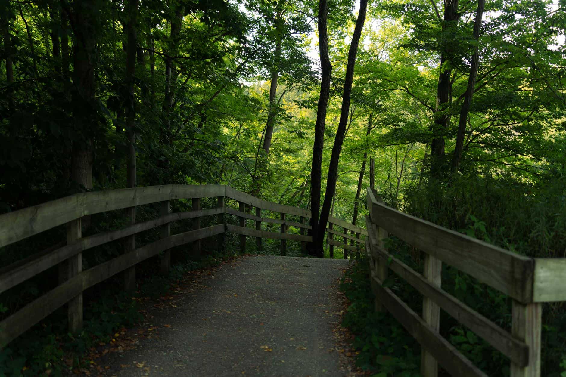 Explore a tranquil forest pathway in Ohio's lush landscape, perfect for hiking and nature photography.