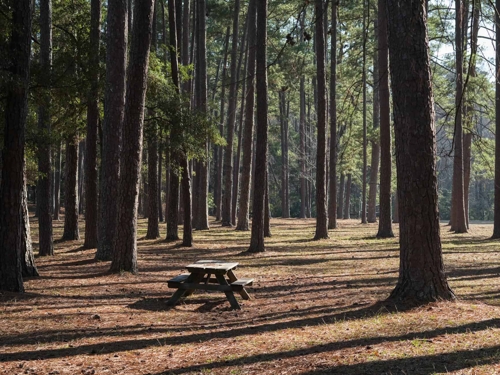 A peaceful picnic table amidst tall pine trees in Columbia's Sesquicentennial State Park.