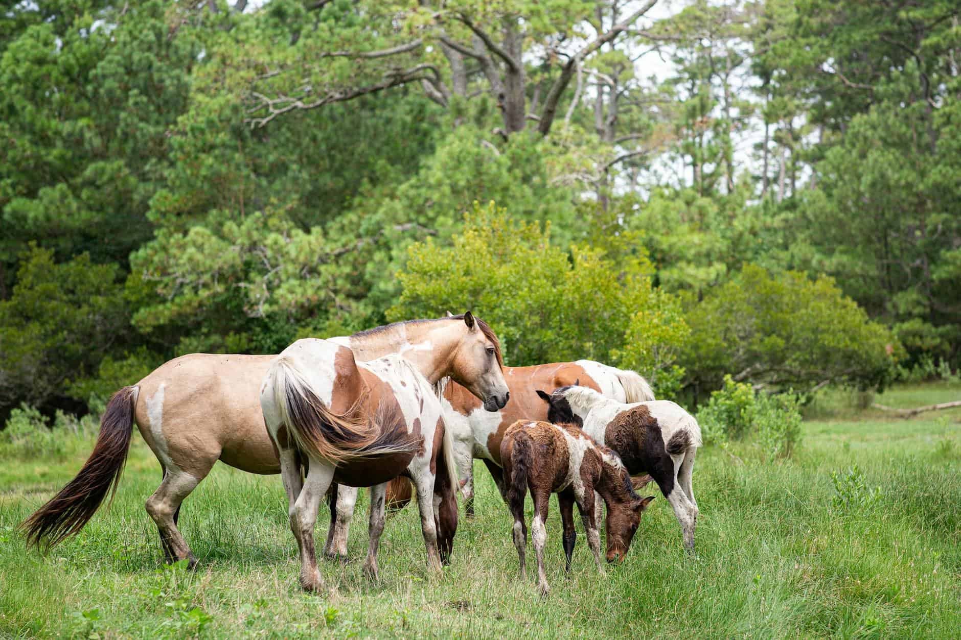 A serene scene of wild horses grazing in Chincoteague's lush forest greenery.