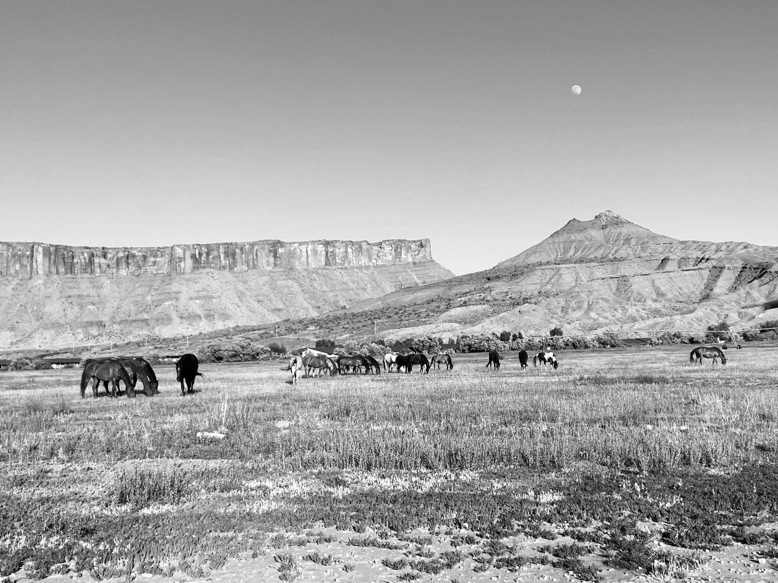 Black and white landscape with horses grazing in a field, mountains in the background, and a moon in the sky.
