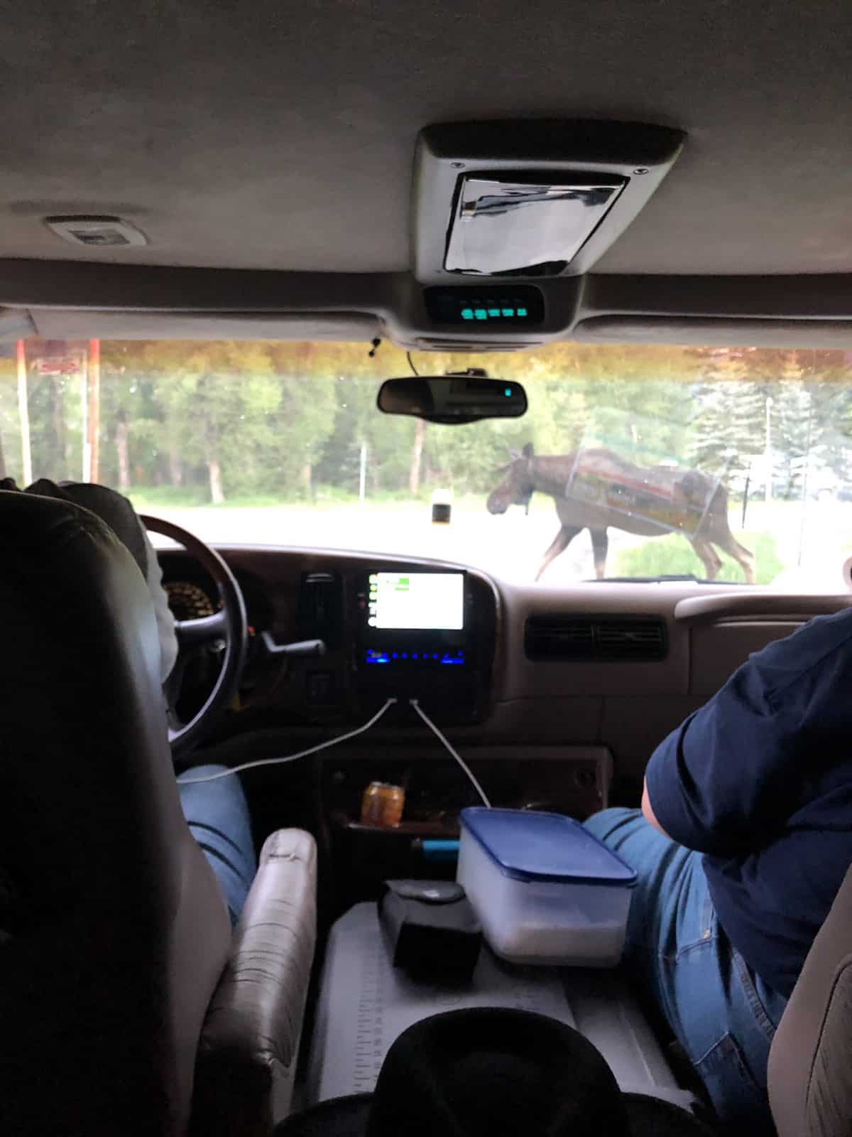 Interior of a vehicle with a horse visible through the window, showing a rural scene.