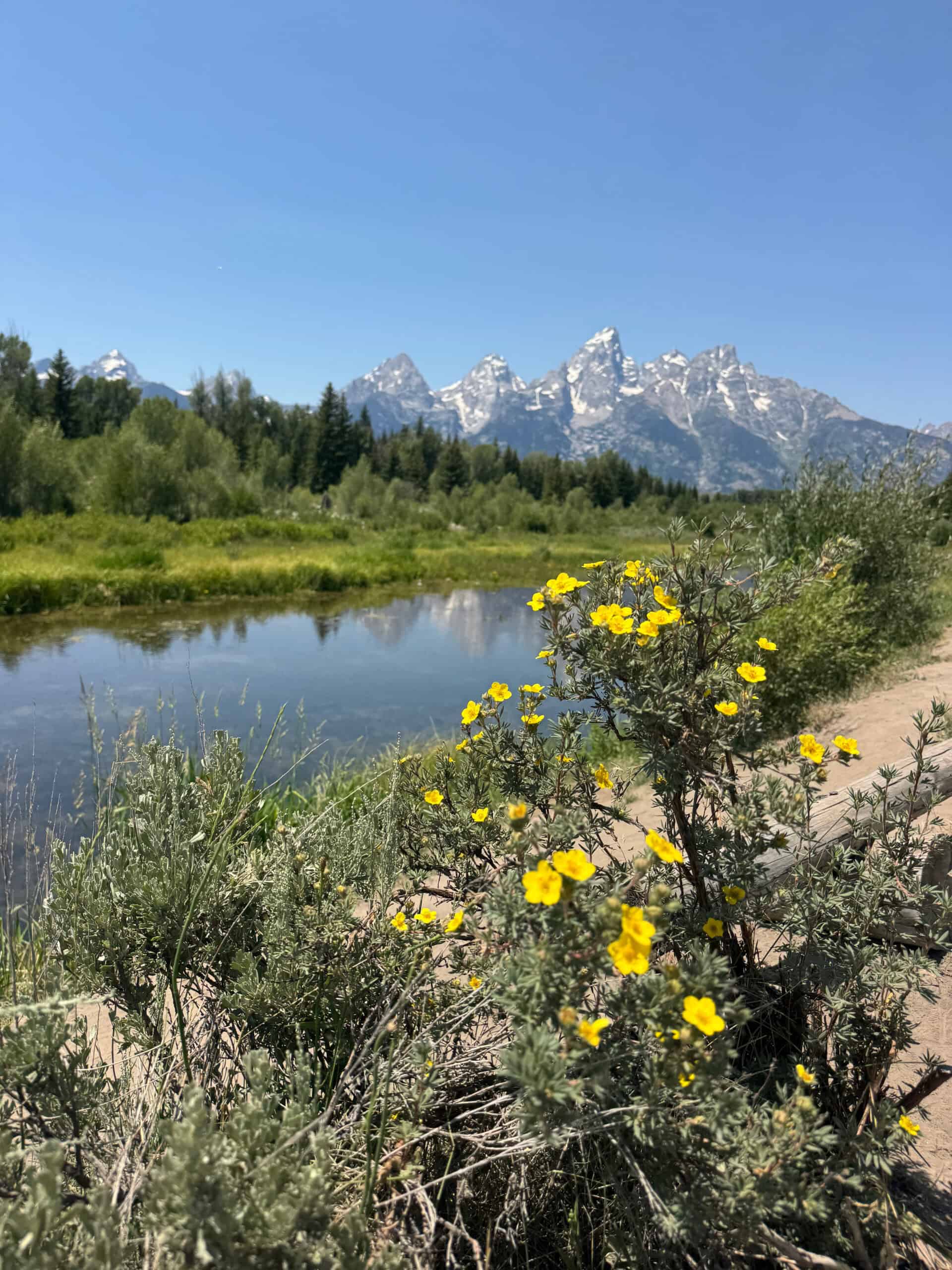 Mountains beyond a river and yellow wildflowers
